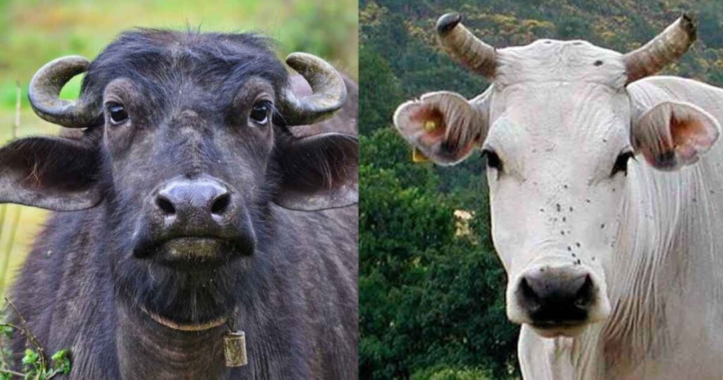 buffalo-milk-vs-cows-milk-a-nutritional-comparison